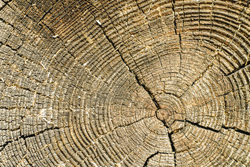 close up circular rigs of tree saw cut. wood texture
