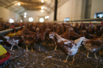 Chicks in chicken farm. 