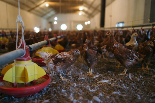 Chicks in chicken farm. 