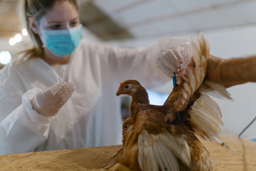 Veterinarian givving a vaccine to a chicken in chicken farm.
