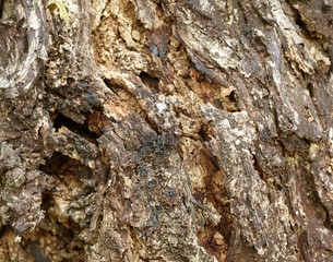 Rough Tree Trunk of the Tropical Plant, Closed up for Plant Texture and Background 