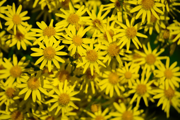 Соцветие желтых полевых цветов.