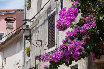 Fototapeta na wymiar Vibrant violet flowers in the old town of Rovinj