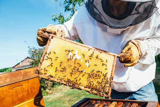 honey production and bees keeping