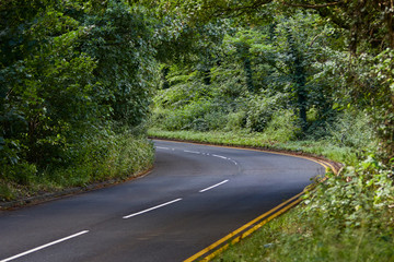 Road through the forest.