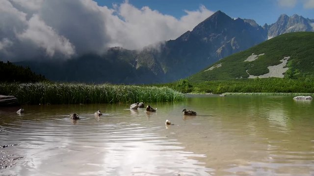 Kaczki na stawie w g&oacute;rach