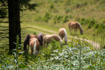 Forest flowers in the foreground with horses grazing in the background