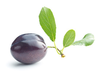 Fresh plum with branch with leaf.