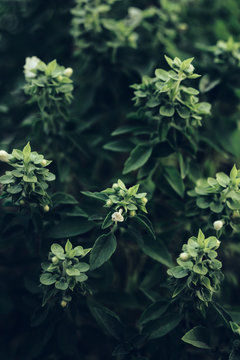 Basil Plant - Portrait