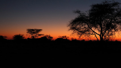 Baumsilhouetten in der Abenddämmerung in Namibia, Afrika