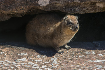 South Africa Capetown Table Mountain clipschliefer