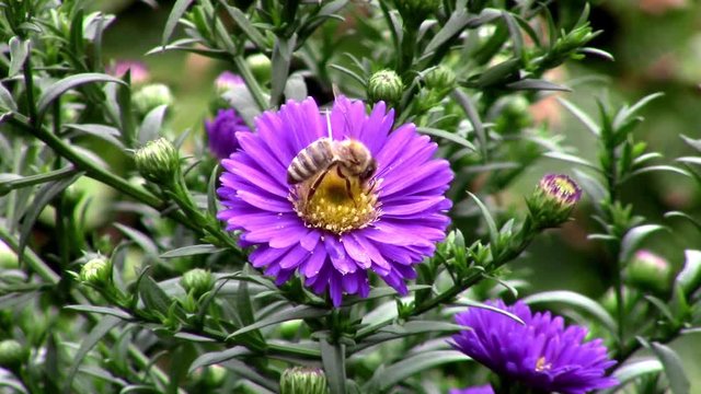 Bee on aster flower in the garden 