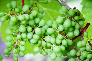 Green grapes on the branch