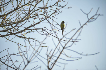 Bird