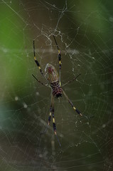 Araignée sur sa toile