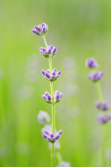 Obraz premium Blossoming of lilac lavender flower in green grass at summer time, natural floral seasonal background