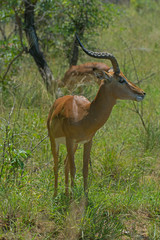 South Africa Impala green background