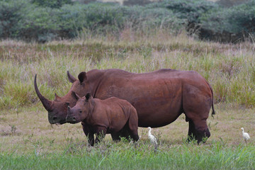 Obraz premium south africa rhinozeros