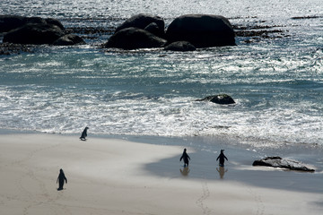 South Africa Simons Town Boulders penguin