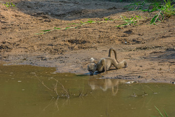 south africa monkey