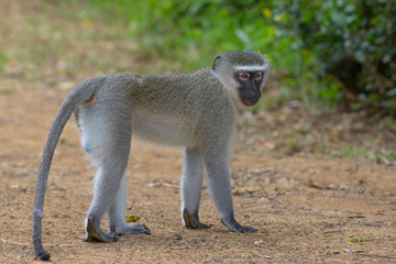 south africa monkey