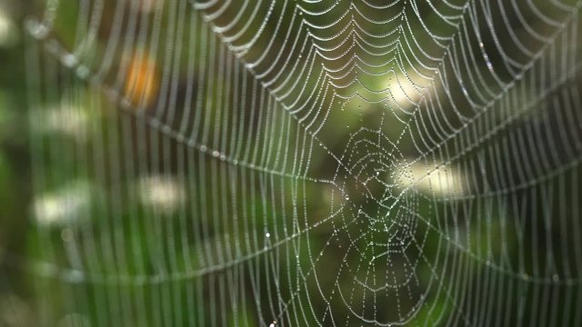 Spider web morning - (4K)
