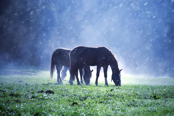 Rainfall at foggy countryside meadow field with free domestic brown horses.