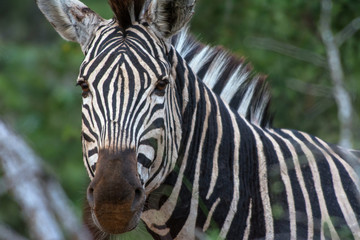 Obraz na płótnie Canvas south africa zebra