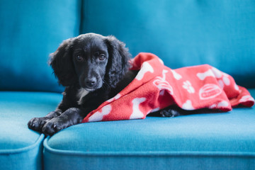 Adorable puppy sitting on a sofa