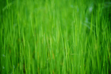 Fototapeta na wymiar Green grass field suitable for backgrounds or wallpapers, natural seasonal landscape.
