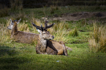 Bukhara Deer in Lying on Grass