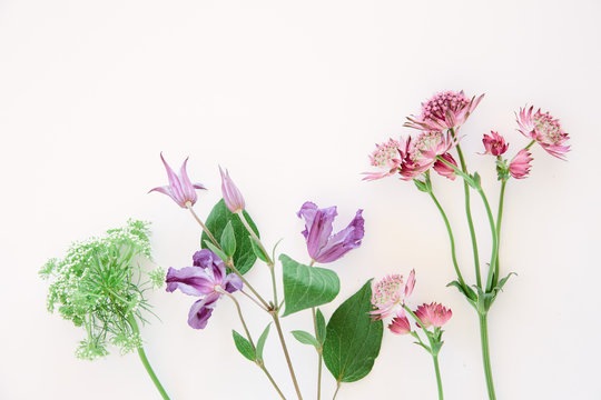Flowers on a white background