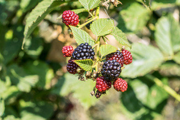blackberries on a shrub