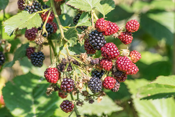 blackberries on a shrub

