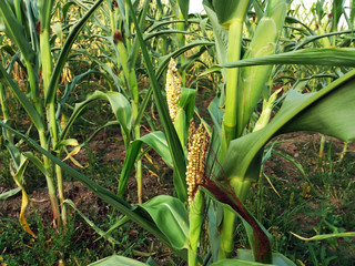 Selective focus image of damaged corn in organic corn field.
