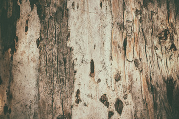 Texture background from aged brown eucalyptus tree bark with stripes, natural eco rustic image