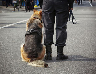 Smart police dog sitting outdoors