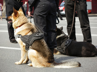 Smart police dogs outdoors