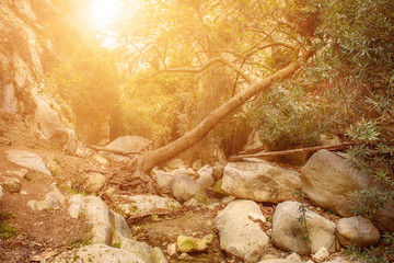 Amazing natural landscape in the Avakas canyon in Cyprus. National sunny wild park with cliffs, mountains, rocks and trees. Deep natural valley to discovery for tourists and travelers