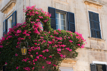 Pink flowers hanging on a house