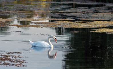 Alone white swan on a pond. Selective focus.