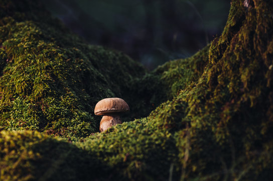 Forest mushroom on green moss