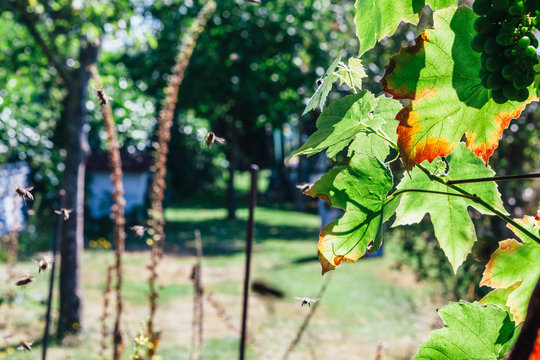 honey production and bees keeping