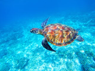 Tuinposter Groene zeeschildpad in ondiep zeewater. Grote groene zeeschildpad close-up. Mariene soorten in de wilde natuur. © Elya.Q