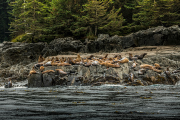 Sea Lion relaxing on the coast of Haida Gwaii. British Columbia. Canada