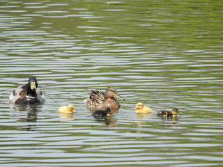 canards et ses canetons