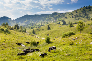 Fototapeta na wymiar Herd of cows from Italian alps