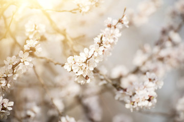 Apricot tree flower with buds and blossoms blooming at springtime, vintage retro floral background with sun rays