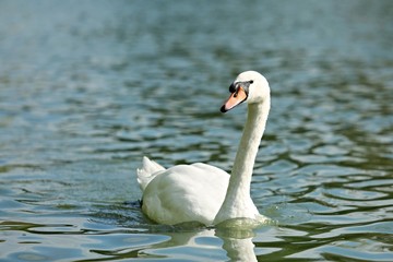 Mute swan on blue lake in sunshine