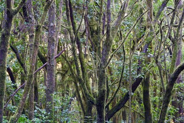 jungle of La Gomera